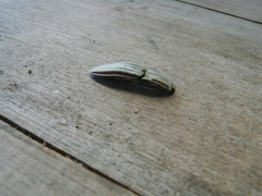 Chalcolepidius erythroloma