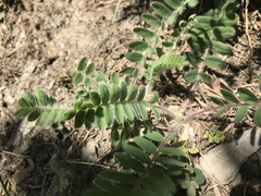 Astragalus exscapus