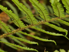 Dryopteris affinis borreri