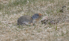 Urocitellus columbianus
