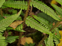 Dryopteris affinis borreri