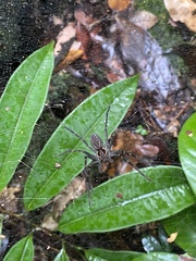 Aglaoctenus castaneus