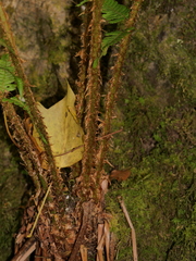 Dryopteris affinis borreri