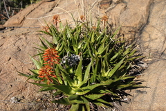 Aloe andongensis