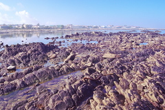 Salicornia littorea