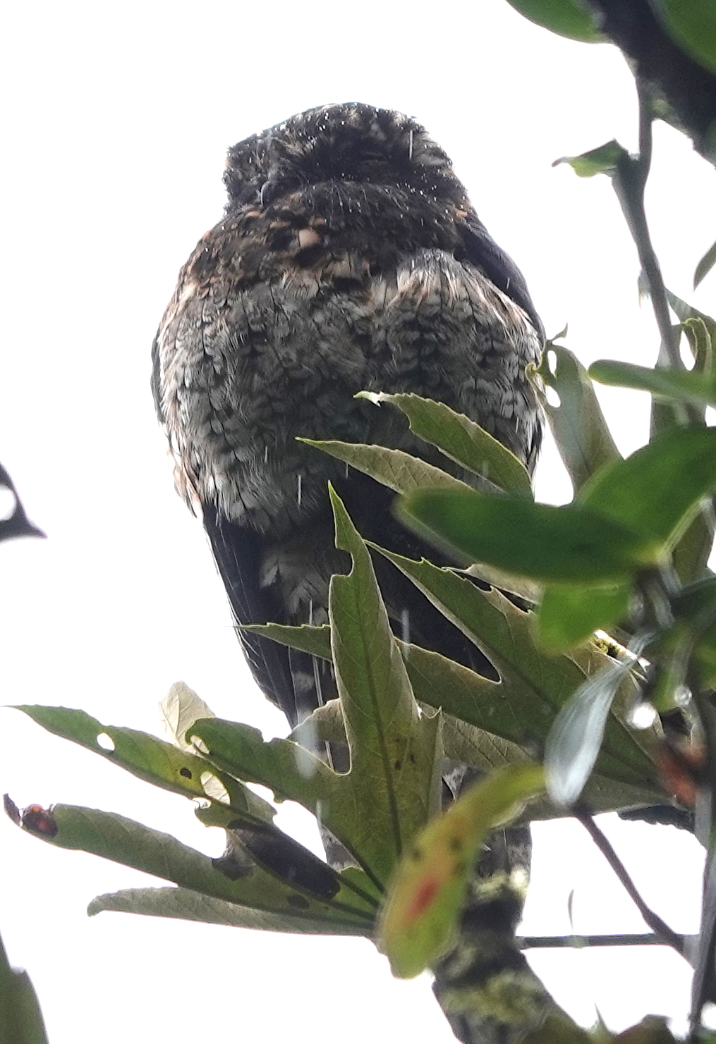 Andean Potoo (Nyctibius maculosus), photo 6