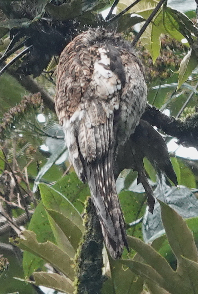 Andean Potoo (Nyctibius maculosus), photo 7