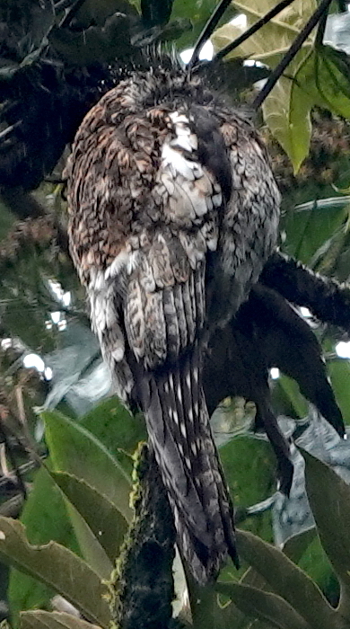 Andean Potoo (Nyctibius maculosus), photo 8