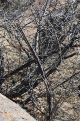 Peniocereus greggii greggii