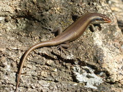 Trachylepis wahlbergii