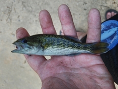 Micropterus tallapoosae