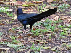 Quiscalus mexicanus
