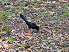 Quiscalus mexicanus
