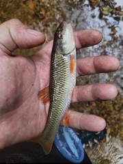 Nocomis leptocephalus