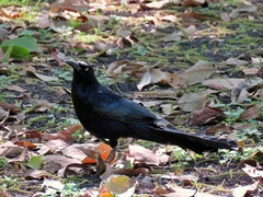 Quiscalus mexicanus