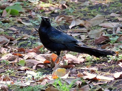 Quiscalus mexicanus