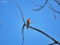 Haemorhous mexicanus