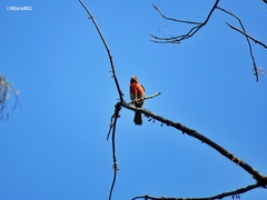 Haemorhous mexicanus