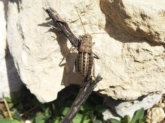 Pycnogaster sanchezgomezi constricta