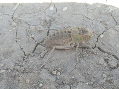 Pycnogaster graellsii