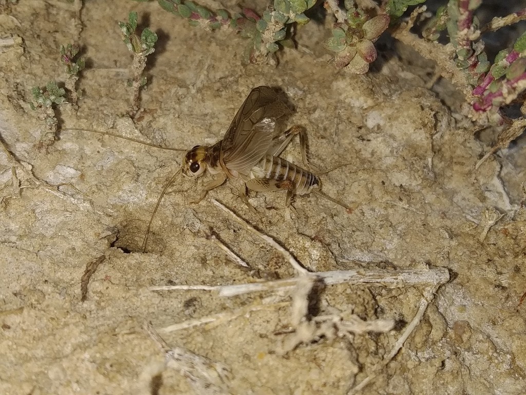 Gryllodinus