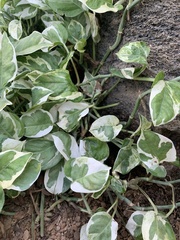 Dichondra argentea