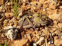 Pycnogaster graellsii