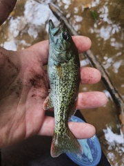 Micropterus chattahoochae