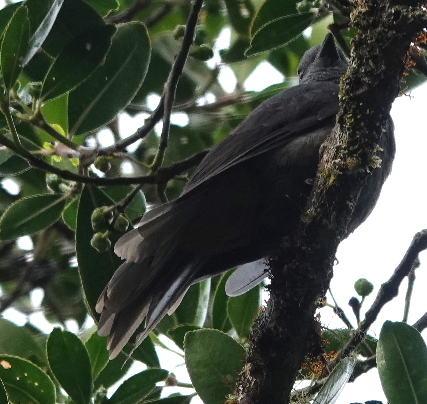 Dusky Piha (Lipaugus fuscocinereus), photo 9