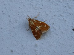 Epascestria pustulalis