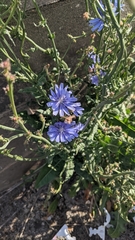 Cichorium intybus