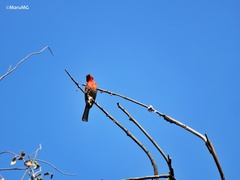 Haemorhous mexicanus