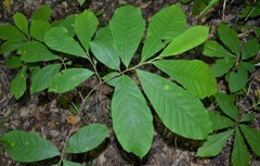 Asimina triloba
