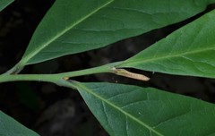 Asimina triloba
