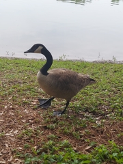 Branta canadensis image