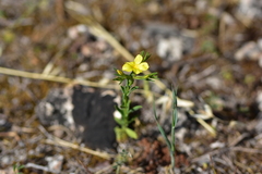 Linum nodiflorum