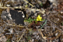 Linum nodiflorum
