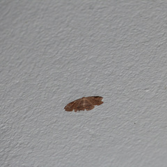 Coelurotricha curvilinea