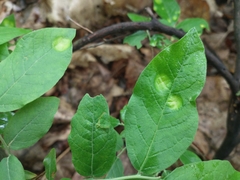 Exobasidium maculosum