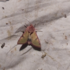 Heliothis incarnata
