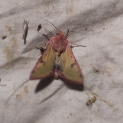 Heliothis incarnata