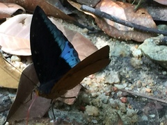 Lexias dirtea merguia