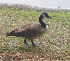 Branta canadensis image