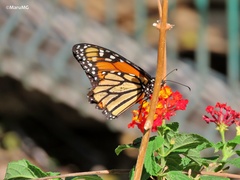 Danaus plexippus plexippus