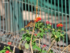 Danaus plexippus plexippus