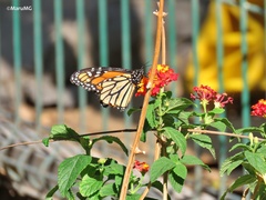 Danaus plexippus plexippus