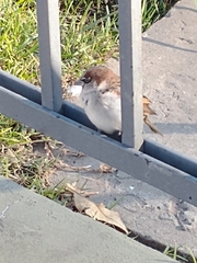 Passer domesticus