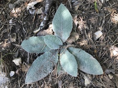 Hieracium tomentosum