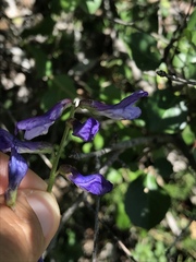 Vicia onobrychioides