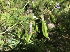 Vicia onobrychioides